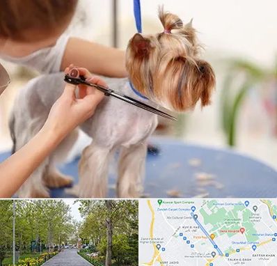 آرایشگاه سگ در قدوسی غربی شیراز