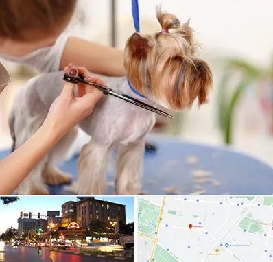 آرایشگاه سگ در بلوار سجاد مشهد