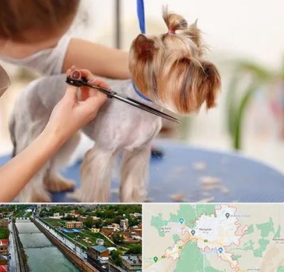 آرایشگاه سگ در مراغه