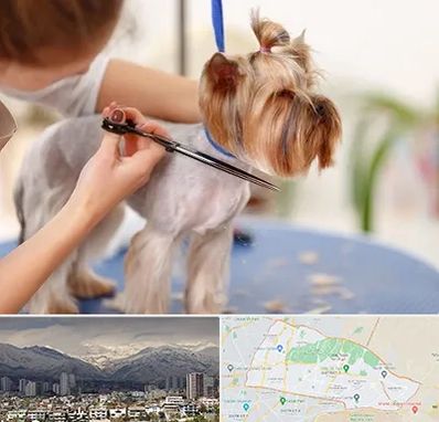 آرایشگاه سگ در منطقه 4 تهران