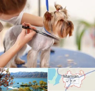 آرایشگاه سگ در مریوان