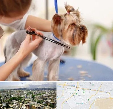 آرایشگاه سگ در منطقه 8 تهران