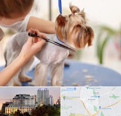 آرایشگاه سگ در فرشته 