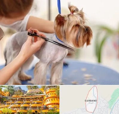 آرایشگاه سگ در دربند