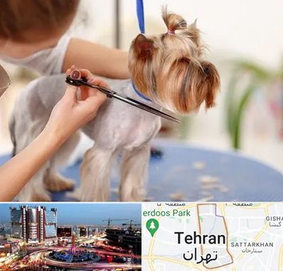 آرایشگاه سگ در صادقیه 