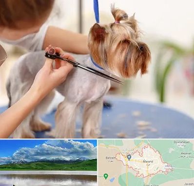 آرایشگاه سگ در مرند