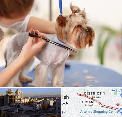 آرایشگاه سگ در فرمانیه