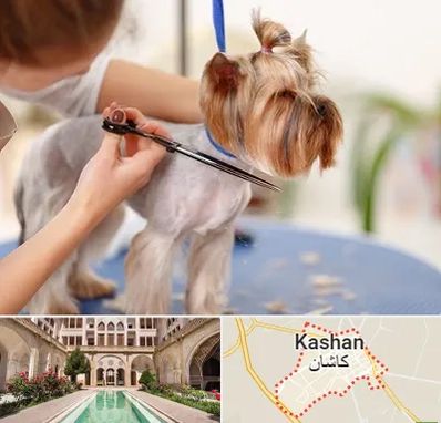 آرایشگاه سگ در کاشان