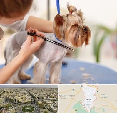 آرایشگاه سگ در قزوین