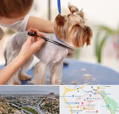 آرایشگاه سگ در معالی آباد شیراز