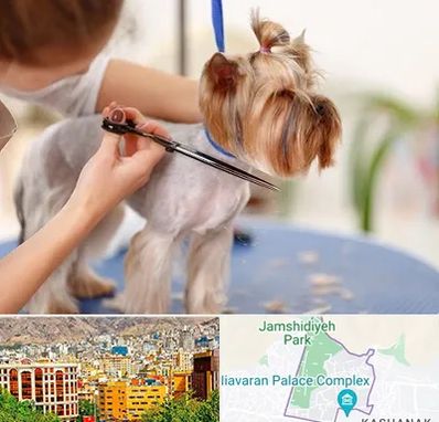 آرایشگاه سگ در نیاوران 