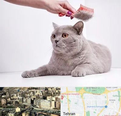 آرایشگاه گربه در مرزداران 