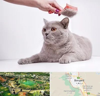 آرایشگاه گربه در بروجرد