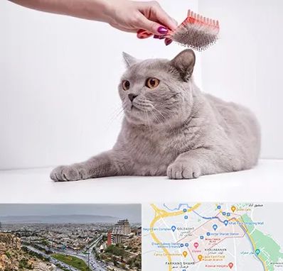 آرایشگاه گربه در معالی آباد شیراز