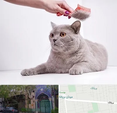 آرایشگاه گربه در بریانک
