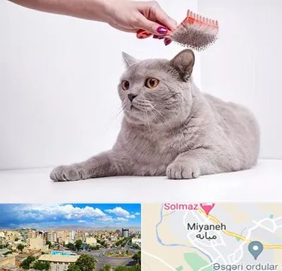 آرایشگاه گربه در میانه