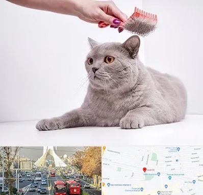 آرایشگاه گربه در خیابان آزادی