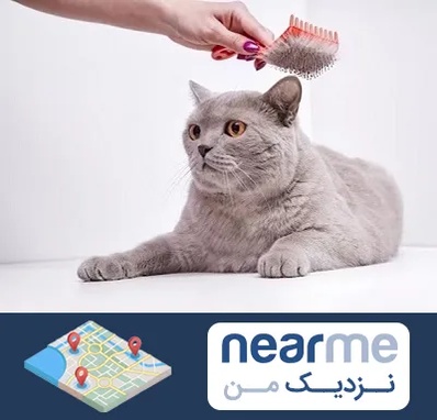 آرایشگاه گربه در نزدیک من