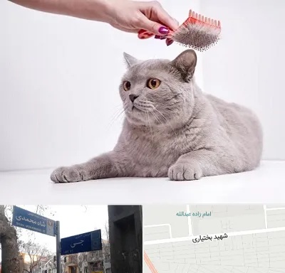 آرایشگاه گربه در سی متری جی