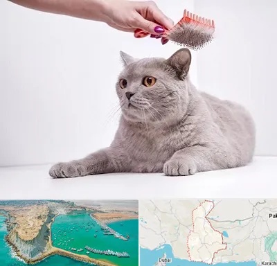 آرایشگاه گربه در سیستان و بلوچستان