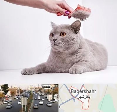 آرایشگاه گربه در باقرشهر