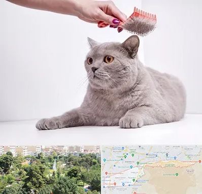 آرایشگاه گربه در منطقه 13 تهران