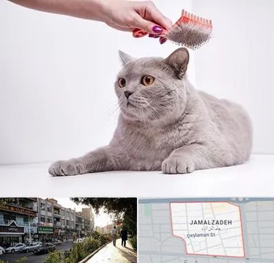 آرایشگاه گربه در خیابان جمالزاده