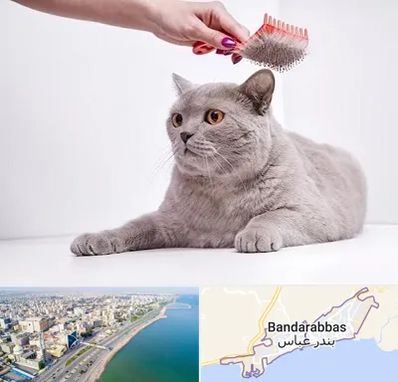 آرایشگاه گربه در بندرعباس