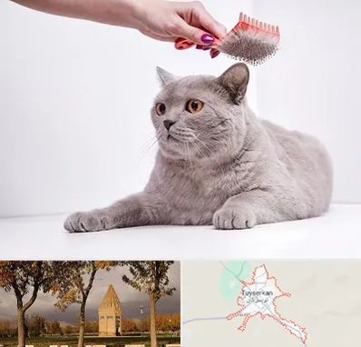 آرایشگاه گربه در تویسرکان