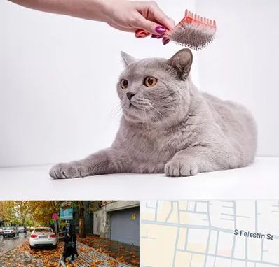 آرایشگاه گربه در خیابان فلسطین