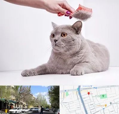 آرایشگاه گربه در کوی فیروز تبریز