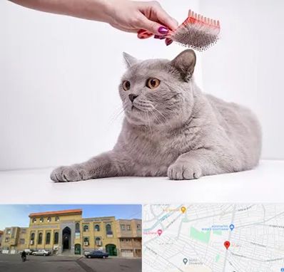 آرایشگاه گربه در زنبیل آباد قم