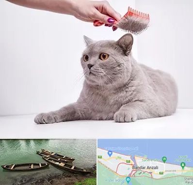 آرایشگاه گربه در بندر انزلی