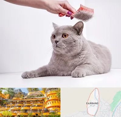 آرایشگاه گربه در دربند