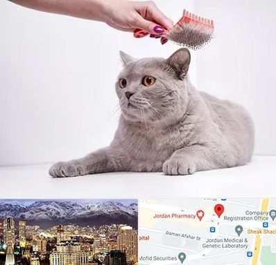 آرایشگاه گربه در جردن