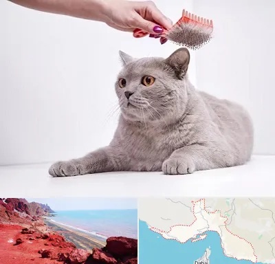 آرایشگاه گربه در هرمزگان