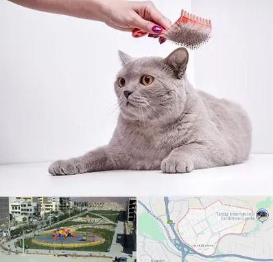 آرایشگاه گربه در مرزداران تبریز