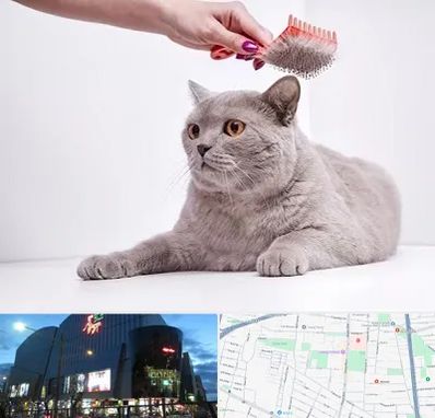 آرایشگاه گربه در بلوار اباذر