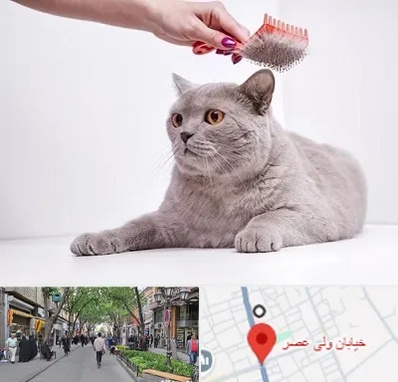 آرایشگاه گربه در ولیعصر شهریار