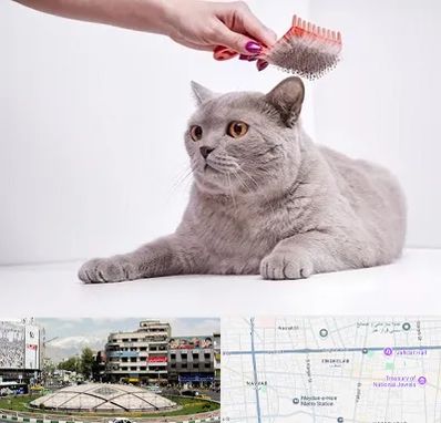 آرایشگاه گربه در مرکز تهران