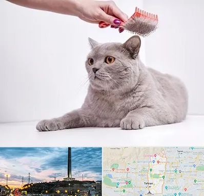 آرایشگاه گربه در منطقه 2 تهران