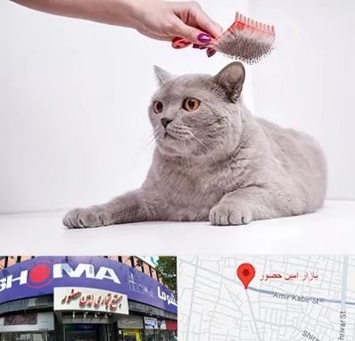 آرایشگاه گربه در امین حضور