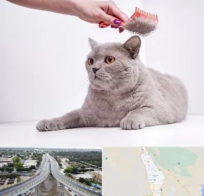 آرایشگاه گربه در اندیمشک