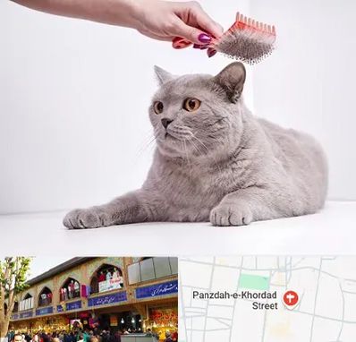 آرایشگاه گربه در 15 خرداد