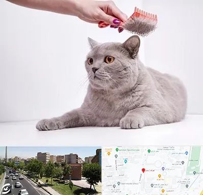 آرایشگاه گربه در شهرک آزمایش