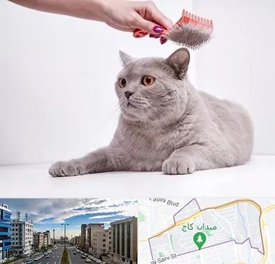 آرایشگاه گربه در سعادت آباد 