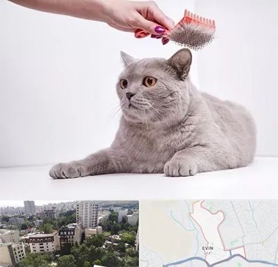 آرایشگاه گربه در اوین