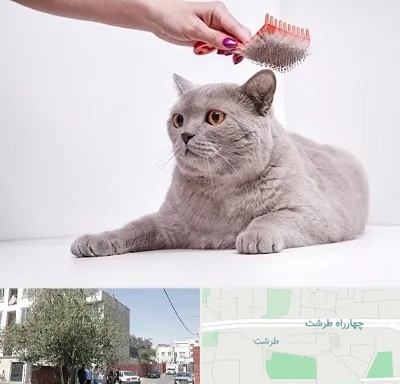 آرایشگاه گربه در طرشت
