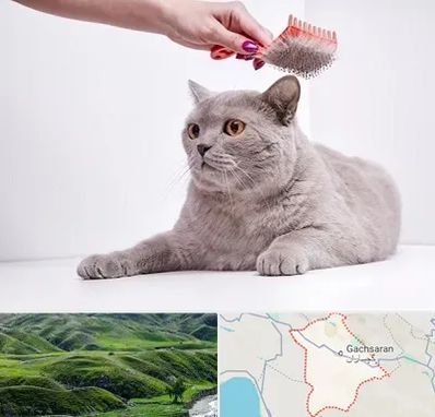 آرایشگاه گربه در گچساران