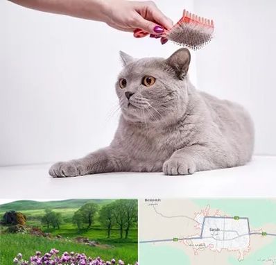 آرایشگاه گربه در سراب